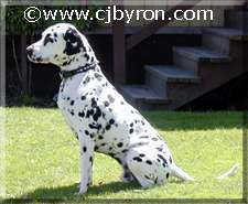 Dusty the dalmatian dog