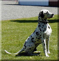 Dusty  the dalmatian dog - sticking out his tongue