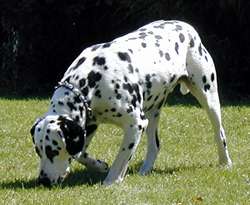 Dusty on the trail. Did you know dalmatians can track quite well?