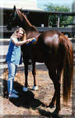 Steve's daughter brushing the horse Envy's Eclipse