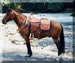 Dandy on the White River