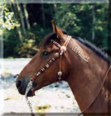 Dandy a wild mustang horse