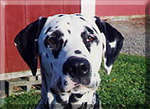 Dusty the dalmatian at 3 yrs