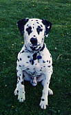 Dusty the dalmatian at 1 yr