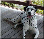 Dusty the dalmatian, AKC purebred